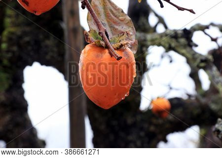 Orange Japanese Persimmon Fruit On The Tree And Droplet After Rain On White Sky Background. It Is An