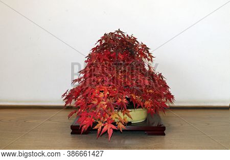 Red Japanese Bonsai Maple On Branch Of The Tree In The Pot On The Wooden Table. It Is An Ornamental 