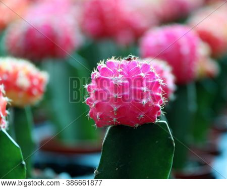 Pink Moon Cactus On The Green Cactus, Gymnocalycium Mihanovichii, Often Called Chin Cactus. Is A Spe