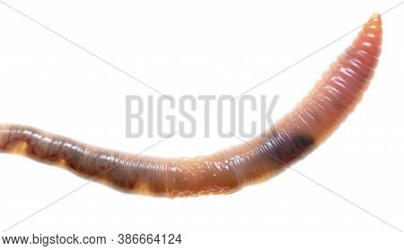 Earthworm Isolated On A White Background. Macro