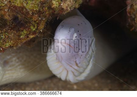 Colorful Ocean Life On A Beautiful Background