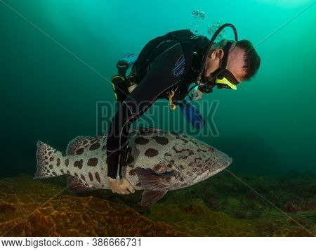 Colorful Ocean Life On A Beautiful Background