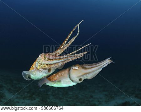 Colorful Ocean Life On A Beautiful Background