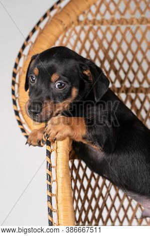 A Portrait Of A Cute Jack Russel Terrier Dog, Standing On A Rattan Chair, Isolated On A White Backgr