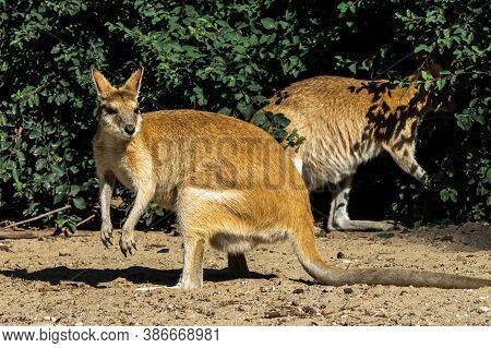 The Agile Wallaby, Macropus Agilis Also Known As The Sandy Wallaby Is A Species Of Wallaby Found In 