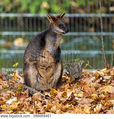 Swamp Wallaby, Wallabia Bicolor, Is One Of The Smaller Kangaroos. This Wallaby Is Also Commonly Know