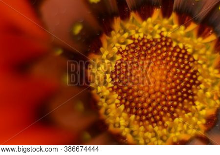 Beautiful Gazania Flower Close Up .macro Photo