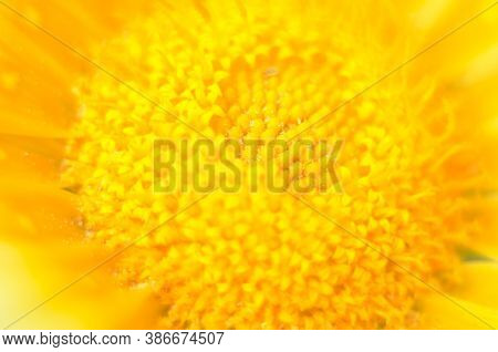 Beautiful Gazania Flower Close Up .macro Photo