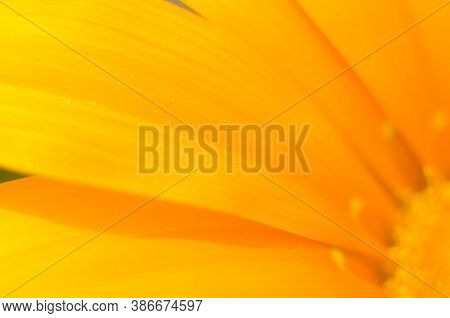 Beautiful Gazania Flower Close Up .macro Photo