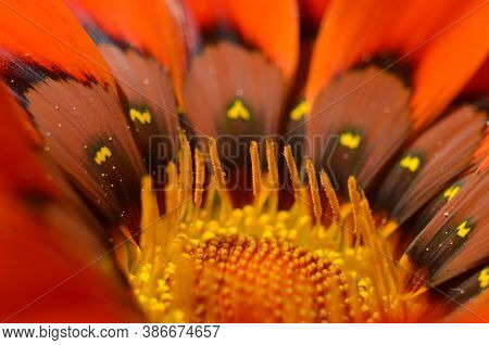 Beautiful Gazania Flower Close Up .macro Photo