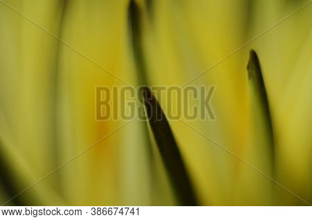 Beautiful Gazania Flower Close Up .macro Photo