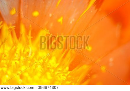 Beautiful Gazania Flower Close Up .macro Photo
