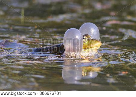 Common European Green Frog, Rana Temporaria Croak In The Pond