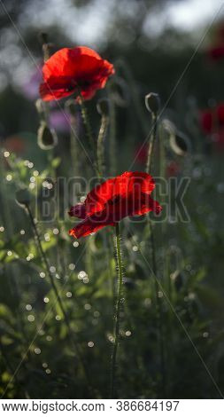 The Dominant Red.the Flower Is Odorless.the Sun's Rays Illuminate The Poppy Flower.reflection Of Lig