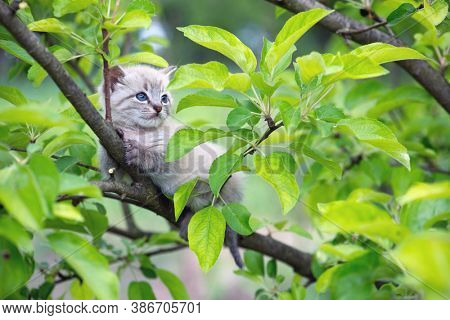 Small kitten cat with blue ayes stuck on green tree on garden. Animal pets photography