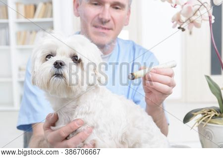 Vet doing moxa treatment on little dog