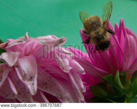 Bumblebee On Pink Flowers In Autumn In The Park In Autumn.