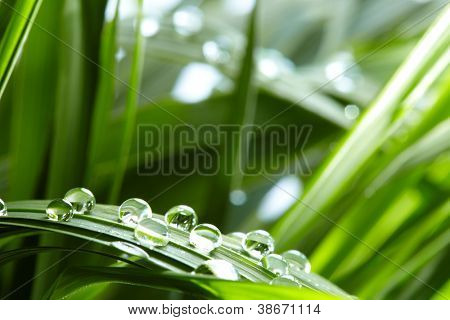 a zöld fű vízcseppek