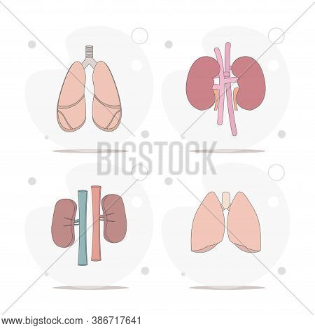 Lungs And Kidneys, Internal Organs Vector Flat Illustration On White Background