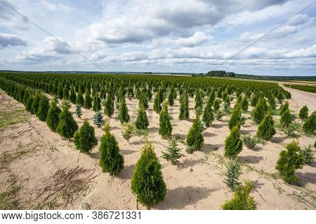 Plantation Of Young Conifers In Greenhouse With A Lot Of Plants