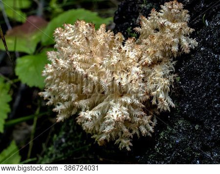 Unusual Tree Mushroom With The Latin Name Hericium Coralloides, Resembles Coral, A Rare Species