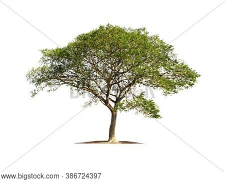 Tree Isolated On White Background With Clipping Paths For Garden Design. Rain Tree, East Indian Waln