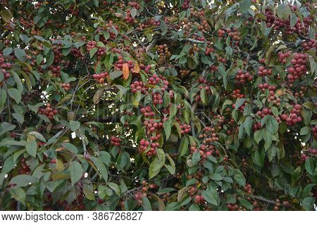 Red Fruits Of Malus Hupehensis On A Tree.
