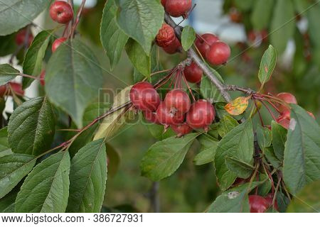 Red Fruits Of Malus Hupehensis On A Tree.