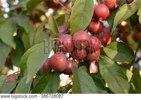 Red Fruits Of Malus Hupehensis On A Tree.