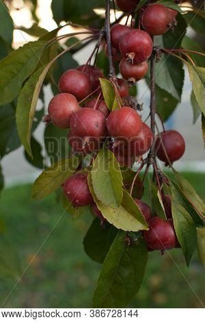 Red Fruits Of Malus Hupehensis On A Tree.