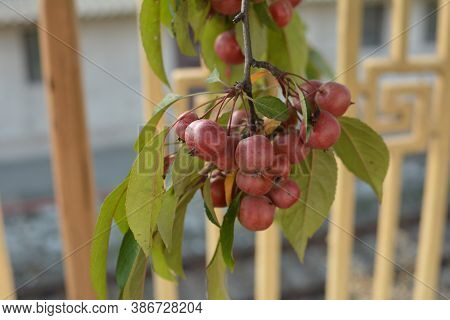 Red Fruits Of Malus Hupehensis On A Tree.