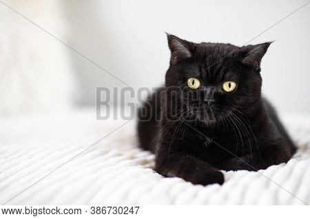Portrait Of A Cat. Scottish Short Hair Cat. Pet Care