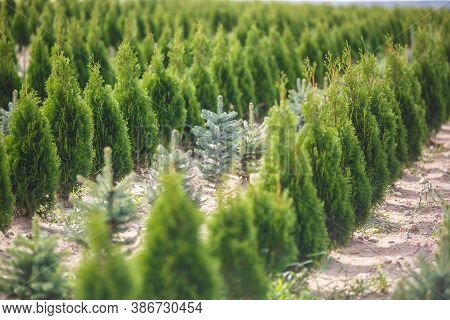 Rows Of Young Conifers In Greenhouse With A Lot Of Plants On Plantation