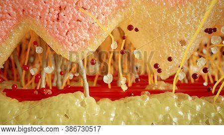 Human Layers Of Skin, View Between The Layers - 3d Rendering