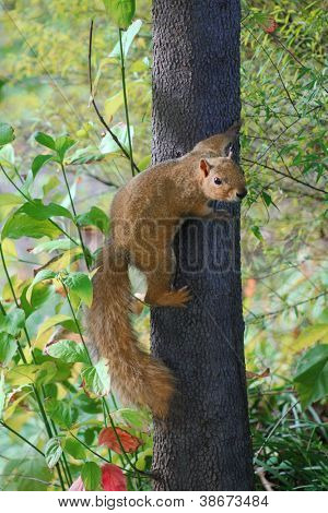 Squirel