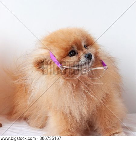 Small Dog Pomeranian Orange Color Sits On A White Background With Glasses, Glasses Slid Down, Spitz 