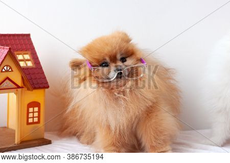 Small Dog Pomeranian Orange Color Scared, Very Surprised, Sitting On A White Background With Glasses