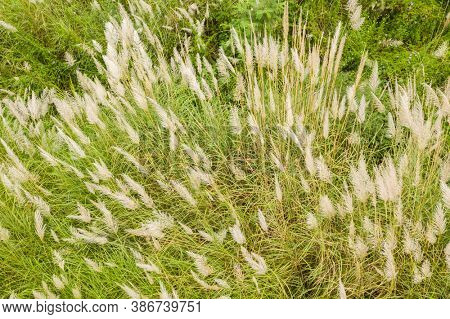 wild sugarcane grass with white flowers and seeds in the field near a river in Nantou, Taiwan