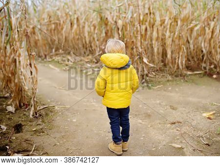 Preschooler Child Walking Among The Dried Corn Stalks In A Corn Maze. Traditional Fall Amusement On 