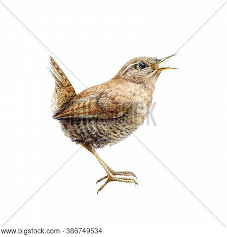European Brown Wren Watercolor Illustration. Small Forest Song Bird Hand Drawn Illustration. Europe 