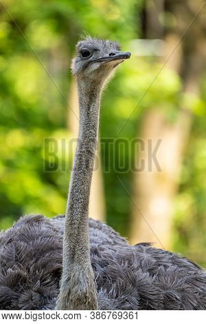 The Common Ostrich, Struthio Camelus, Or Simply Ostrich, Is A Species Of Large Flightless Bird Nativ