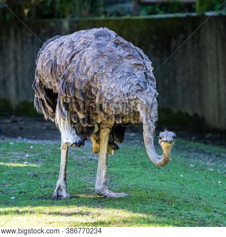 The Common Ostrich, Struthio Camelus, Or Simply Ostrich, Is A Species Of Large Flightless Bird Nativ