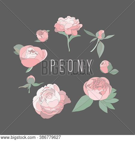Vector Illustration Of Peonies In Pastel Colors. Background For Design, Greeting Card, Paper, Banner