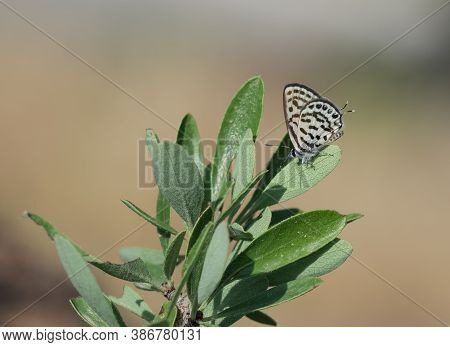 Wild Life. Butterfly Photos In Natural Life