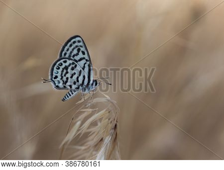 Wild Life. Butterfly Photos In Natural Life