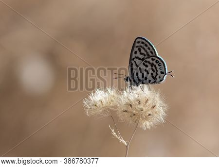 Wild Life. Butterfly Photos In Natural Life