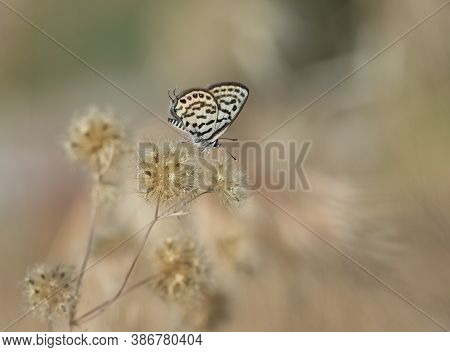 Wild Life. Butterfly Photos In Natural Life