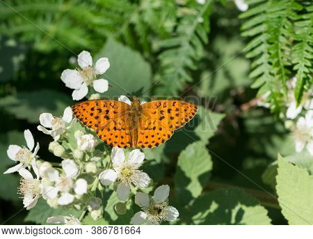 Wild Life. Butterfly Photos In Natural Life