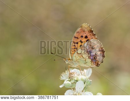 Wild Life. Butterfly Photos In Natural Life
