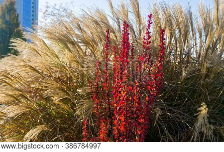 Purple Leaves On Bush Of Thunbergs Barberry, Berberis Thunbergii, The Japanese Barberry, Or Red Barb